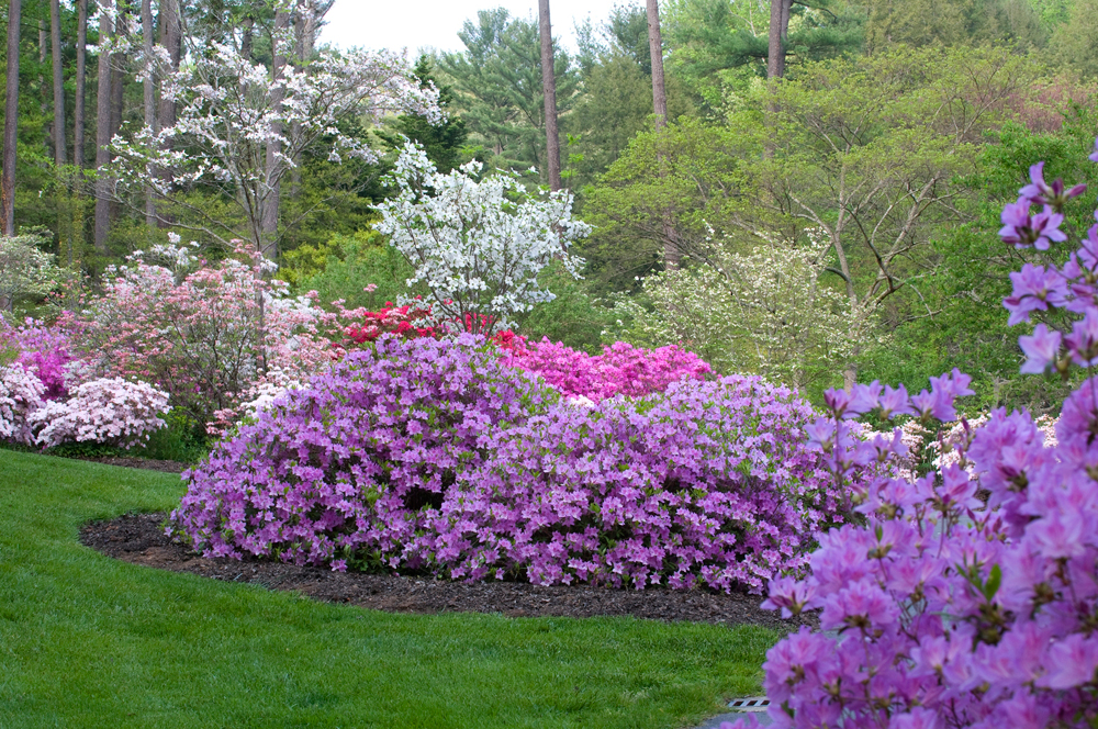 Blooming flowers