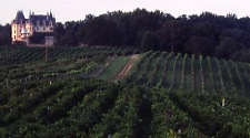 1971 Biltmore vineyard