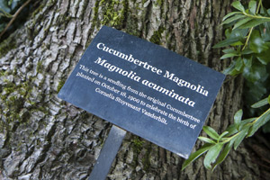 Plaque of Second Generation Cucumbertree Magnolia