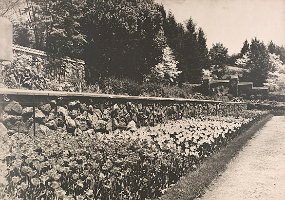 Tulips in the Walled Garden, 1930
