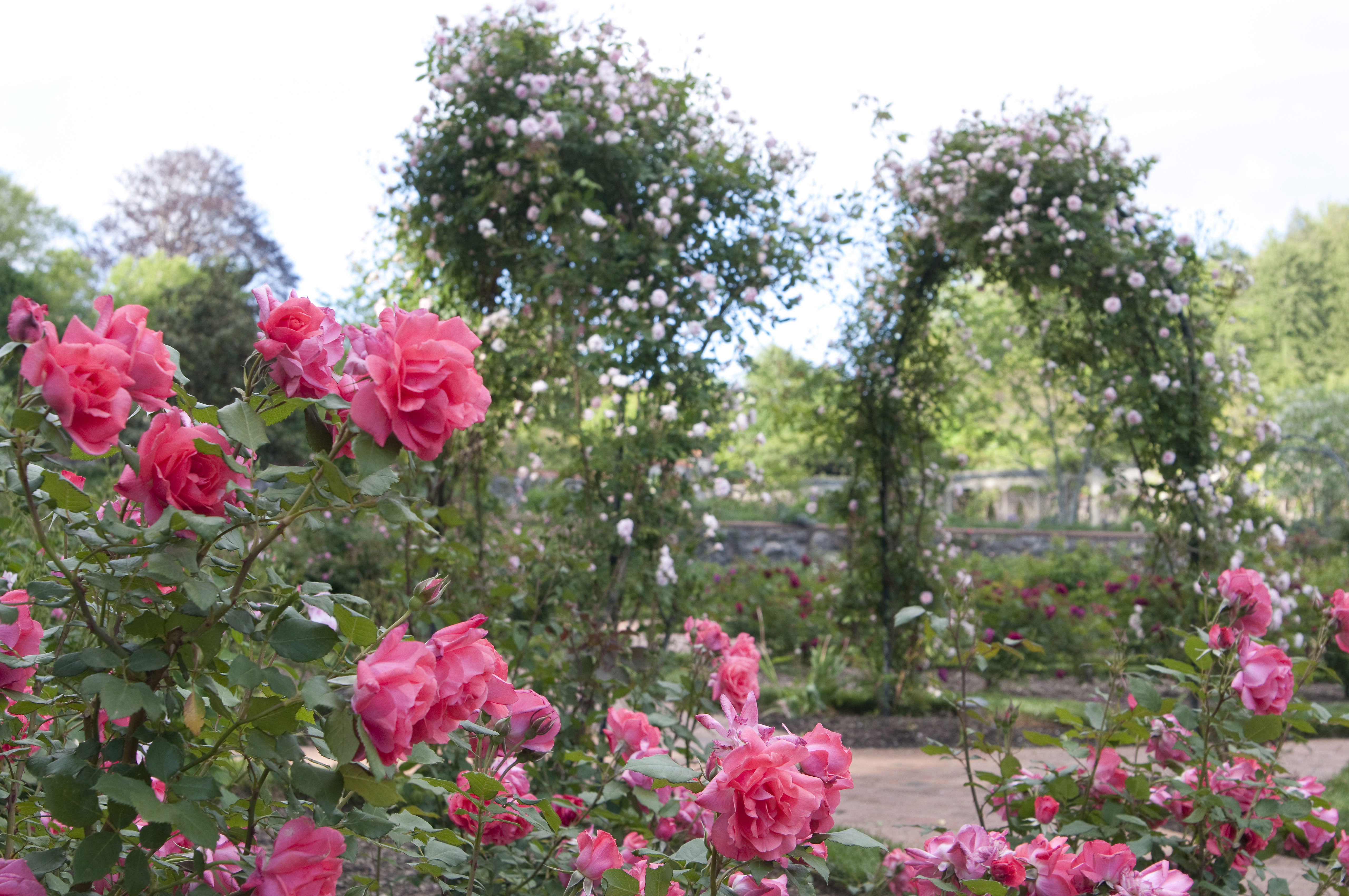 Rosegarden 8